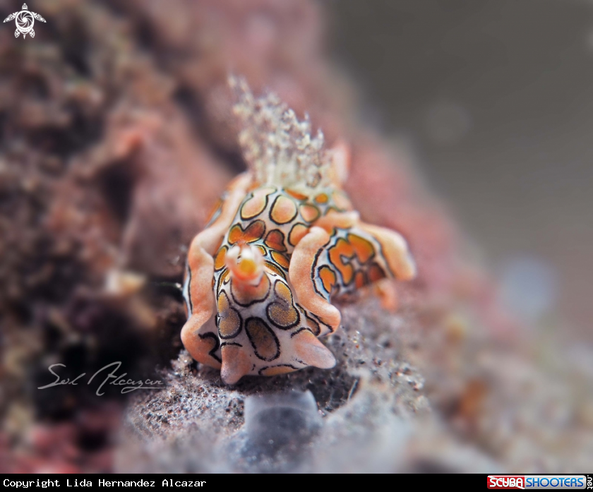 A psychedelic batwing slug