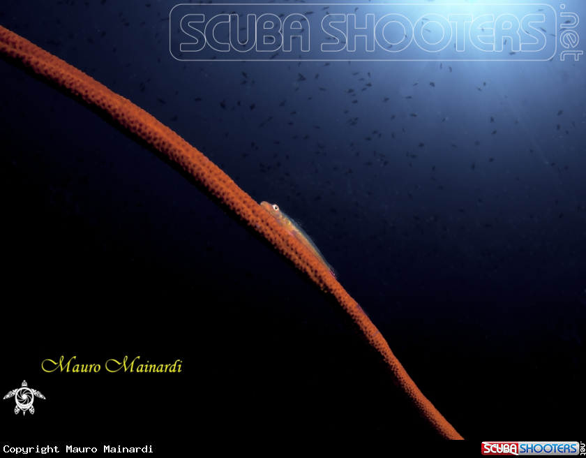A Goby