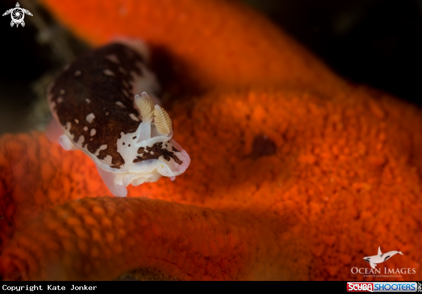 A Variable Nudibranch