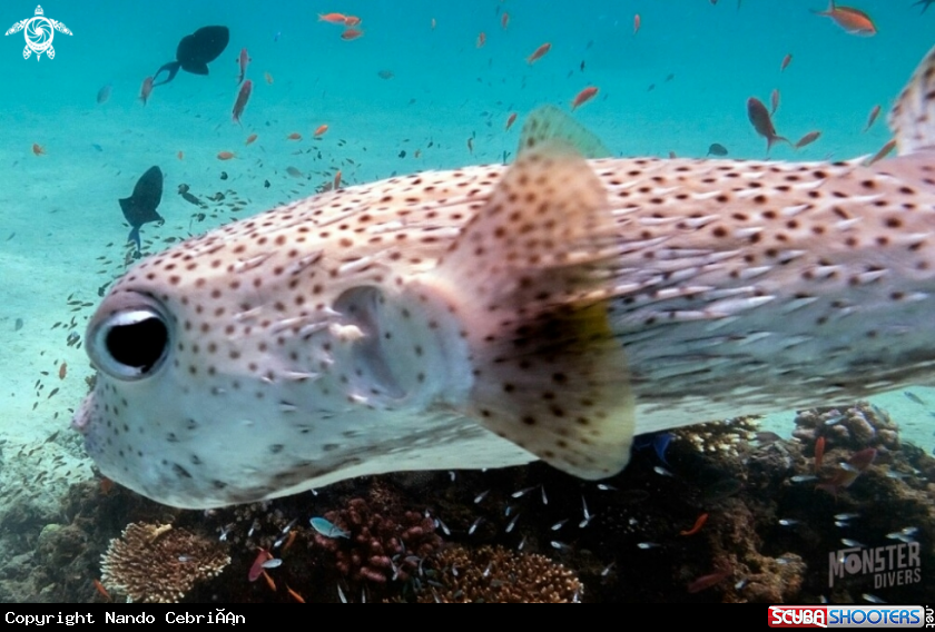 A Spot-fin porcupinefish