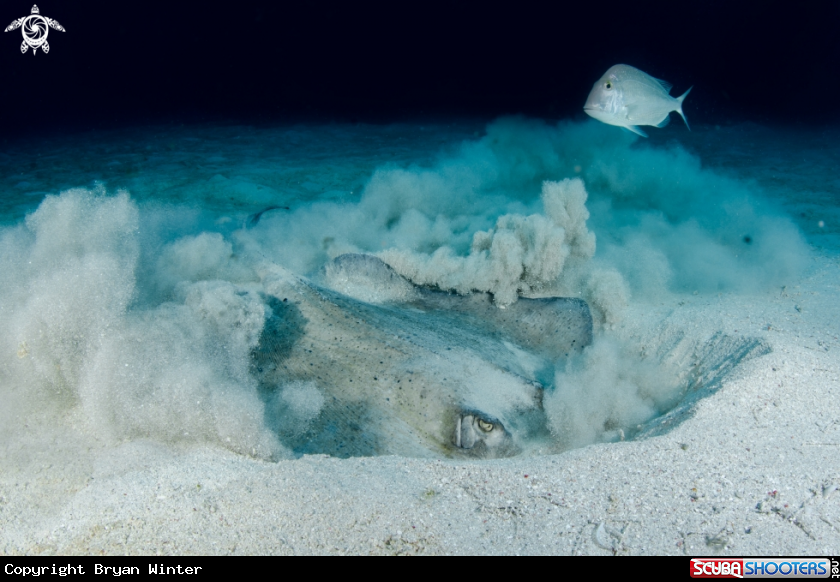 A Southern Stingray