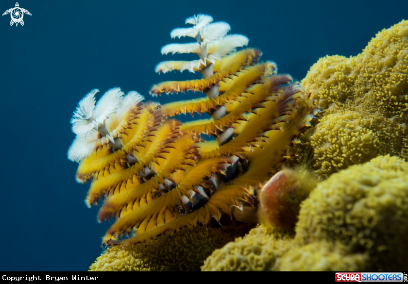 A Christmas Tree Worm
