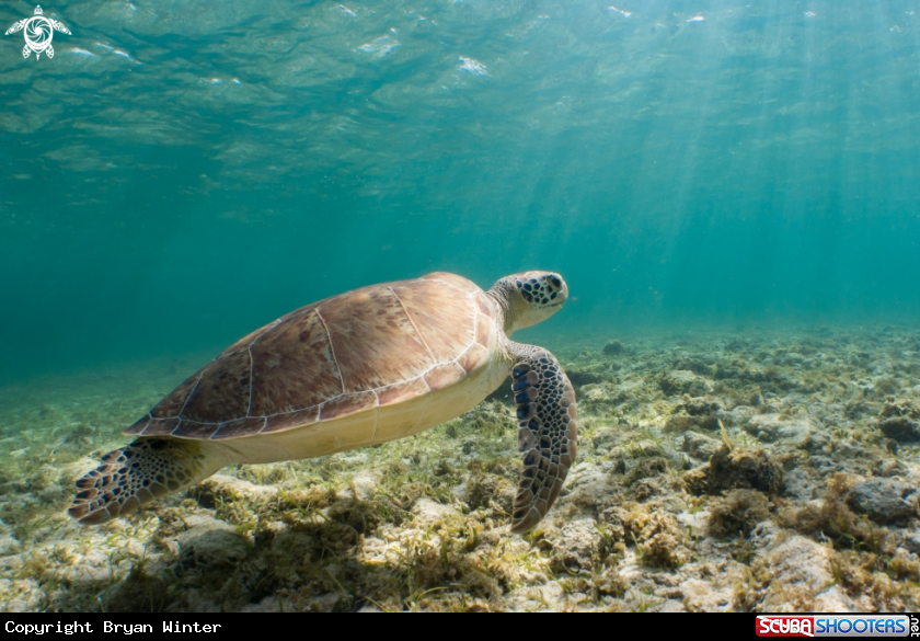 A Green Turtle