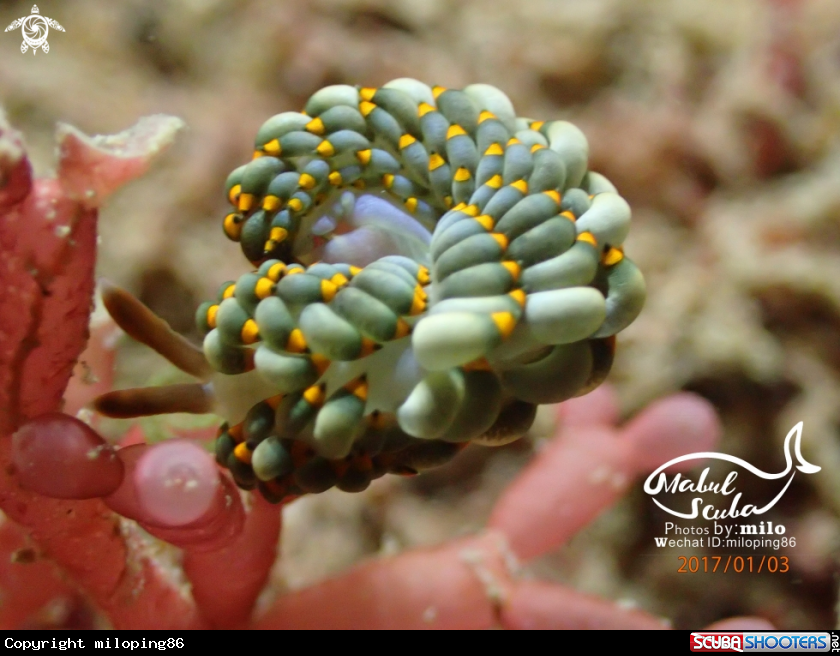 A nudibranch