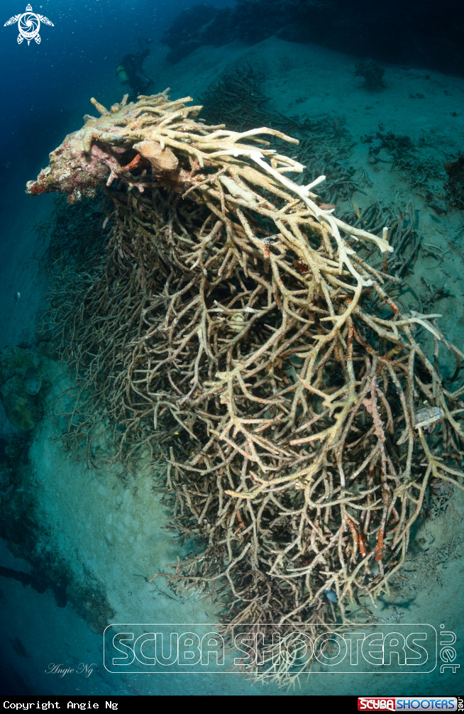 A Hard Coral