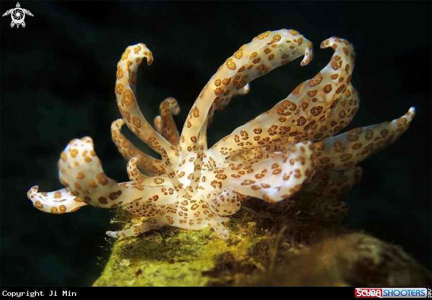 A Solar-powered Phyllodesmium