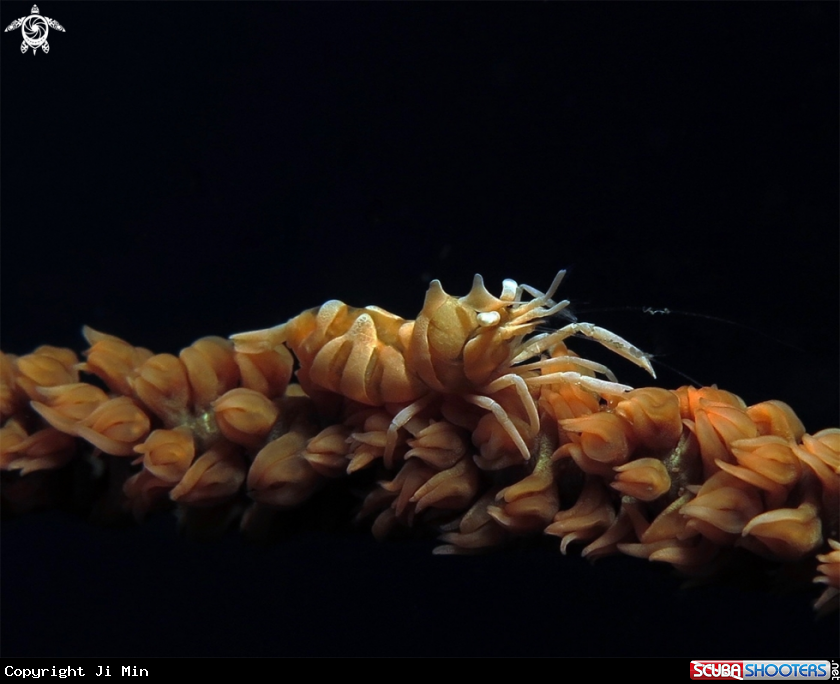 A Zanzibar Whip Coral Shrimp