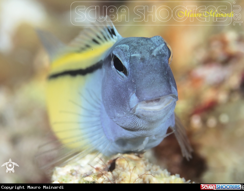 A Blenny
