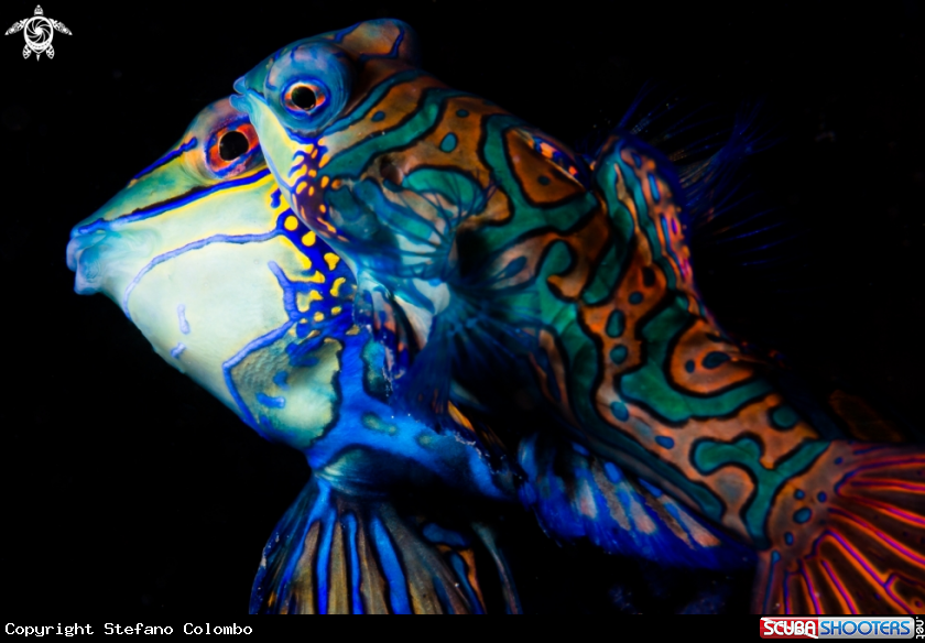 A Mandarin Fish