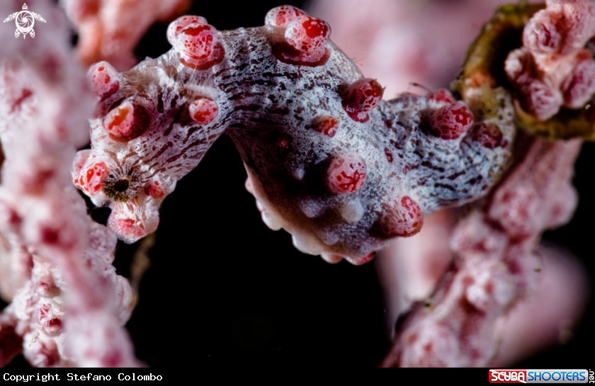 A Pigmy Seahorse