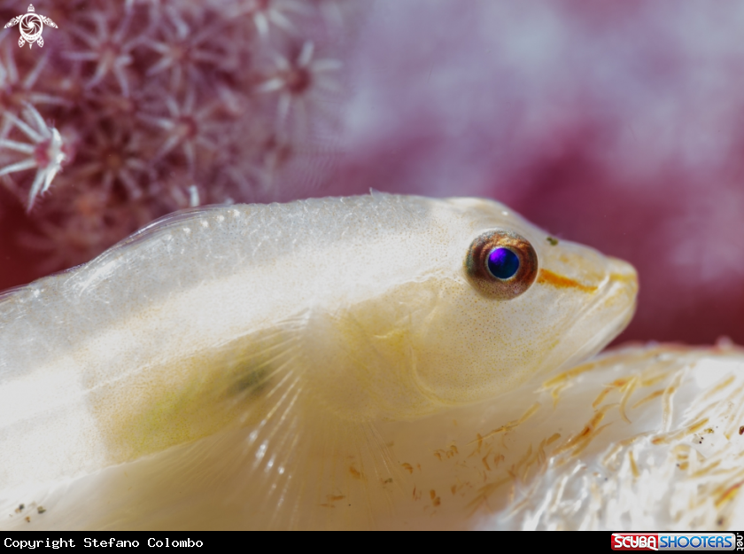 A Soft Coral Ghostgoby