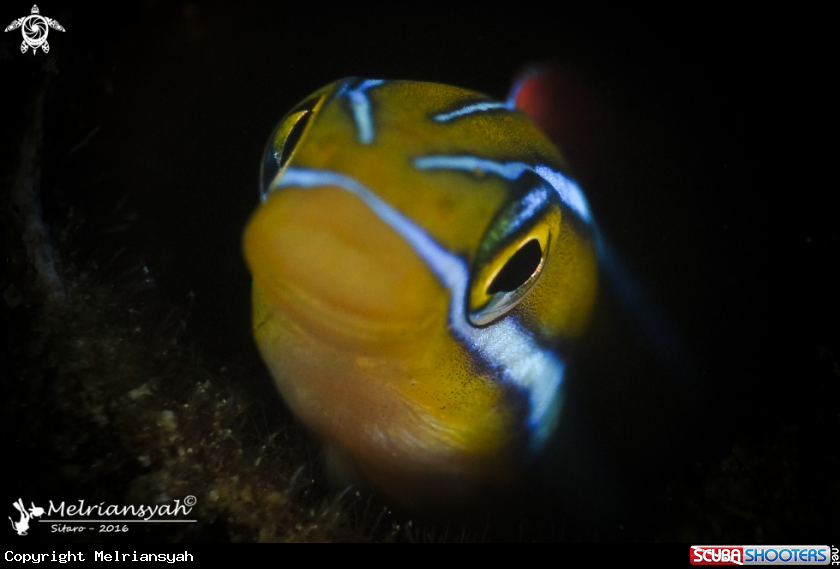 A Bluestriped Fangblenny