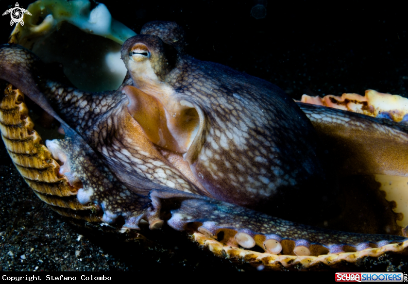 A Coconut Octopus