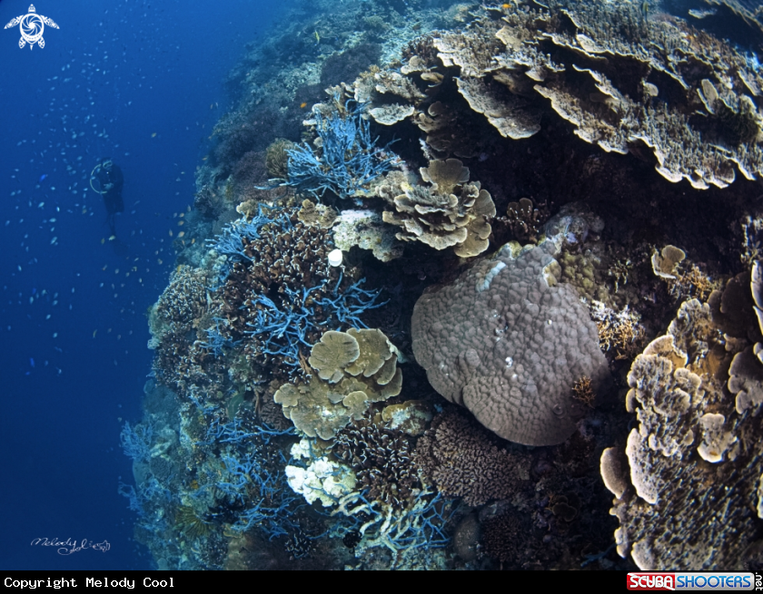 A Coral