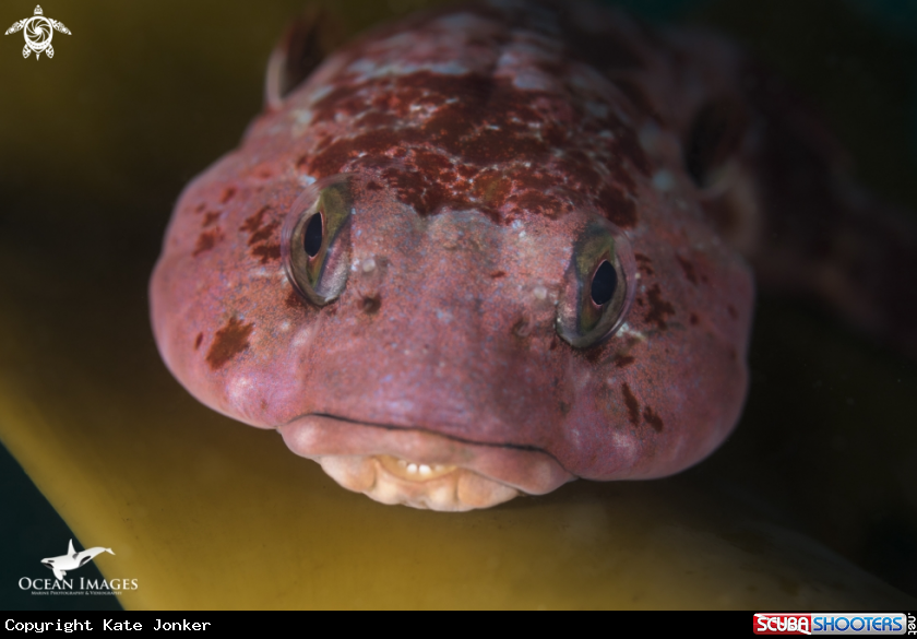 A Rocksucker