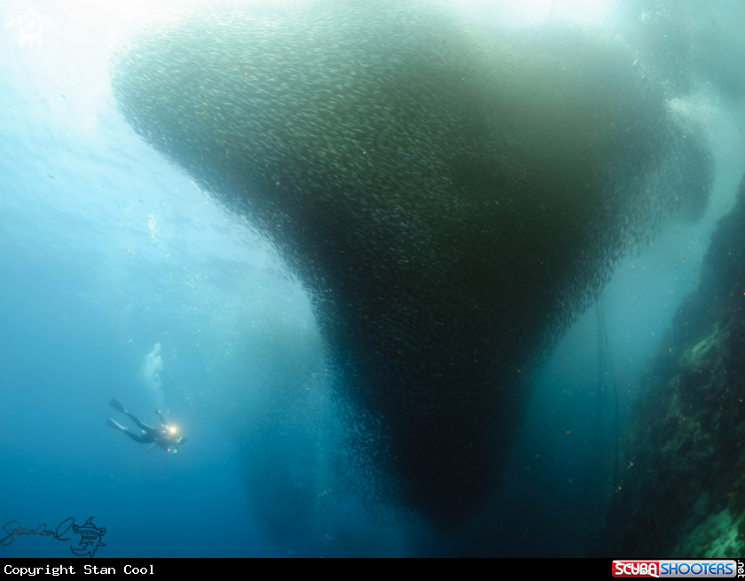 A Sardin fish storm