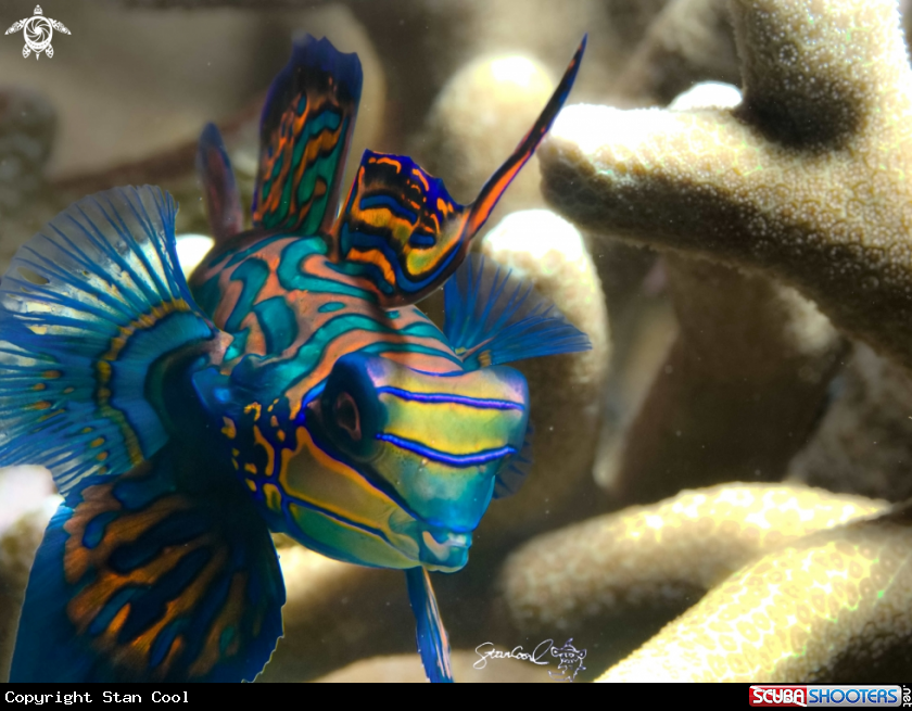 A Mandarin fish