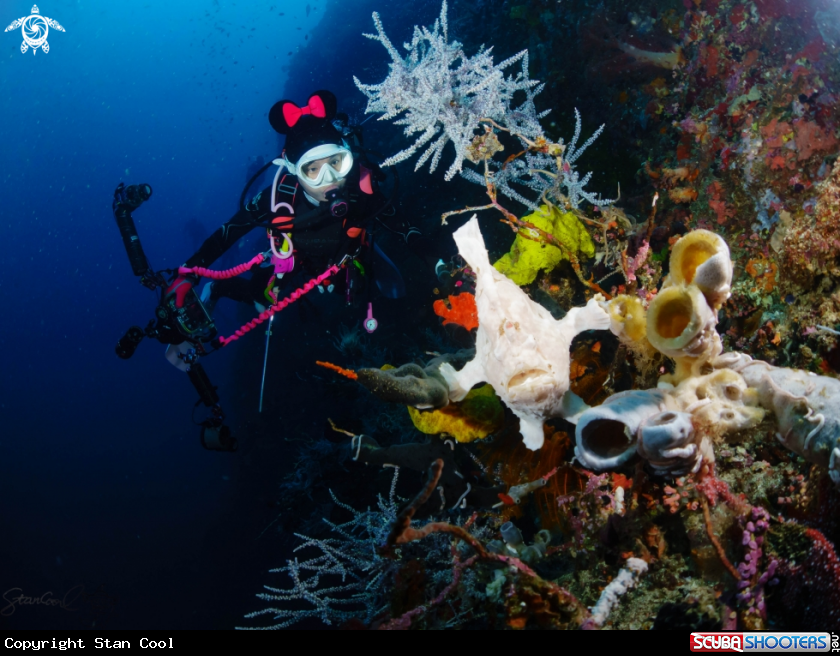 A Frog fish and diver