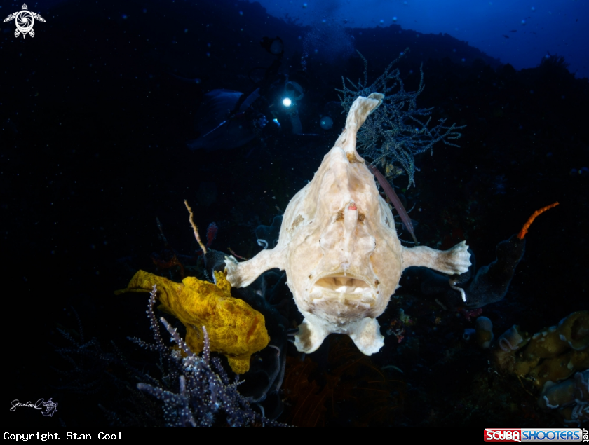 A Frog fish
