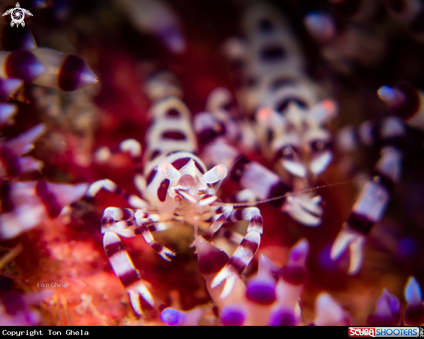 A Coleman shrimp