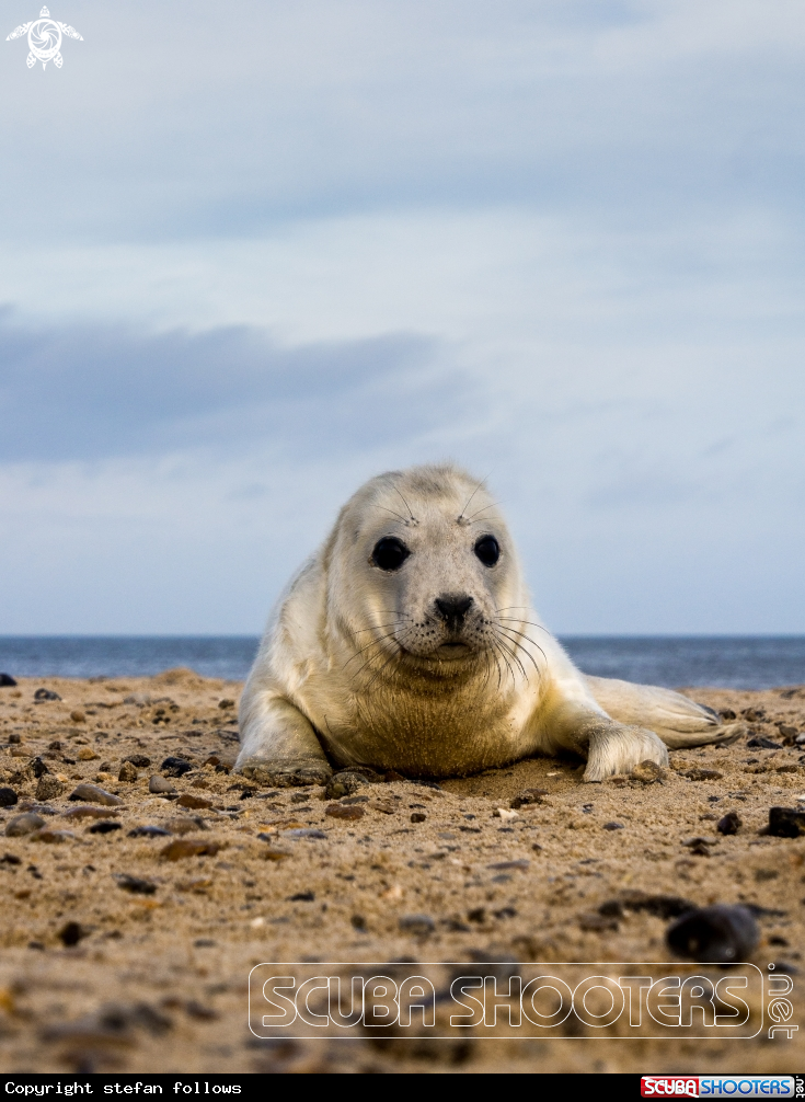 A Grey Seal (pup)