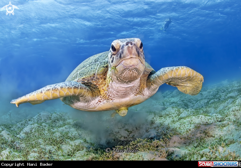 A Green  turtle