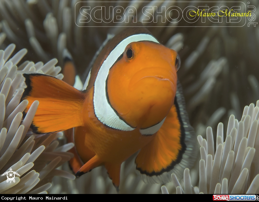 A Clownfish