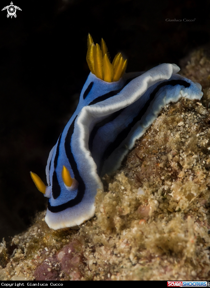 A  Nudibranch Chromodoris