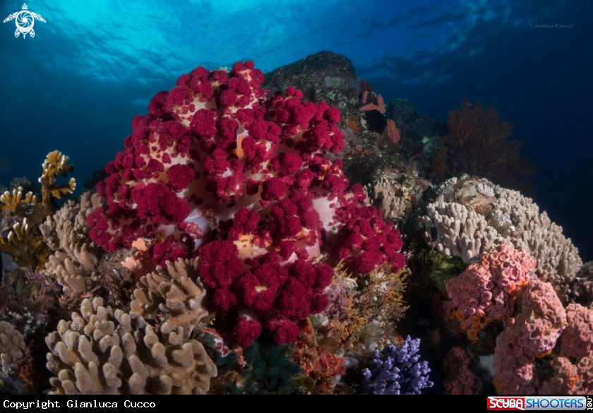 A Soft coral