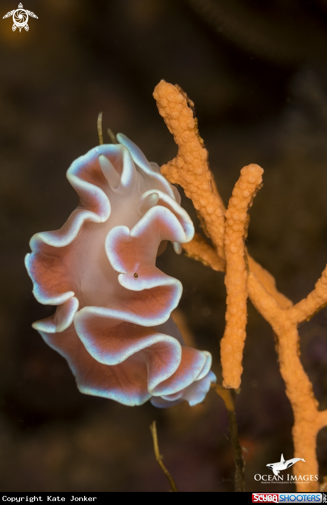 A Frilled Nudibranch