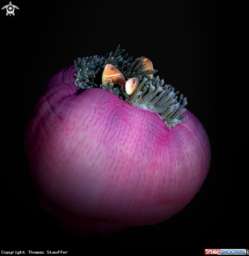 A pink anemonefish