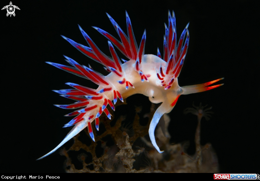 A Cratena Peregrina