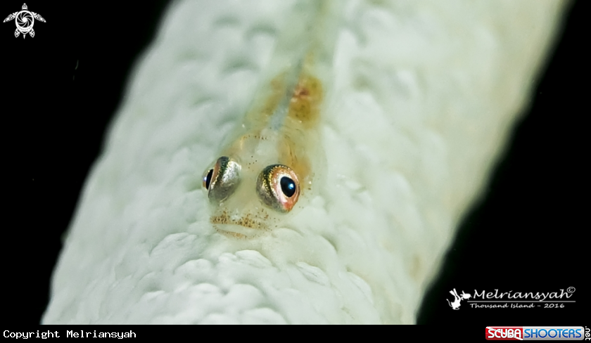 A Whip Coral Goby