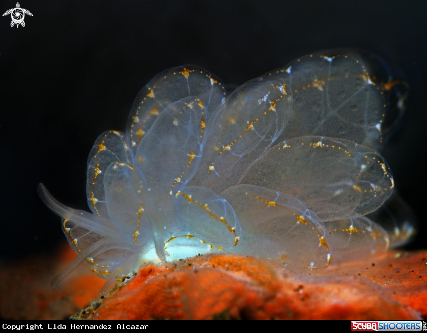 A cyerce elegans
