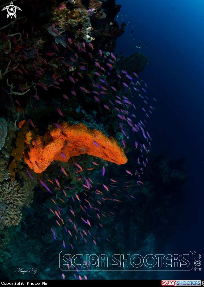 A Purple Anthias