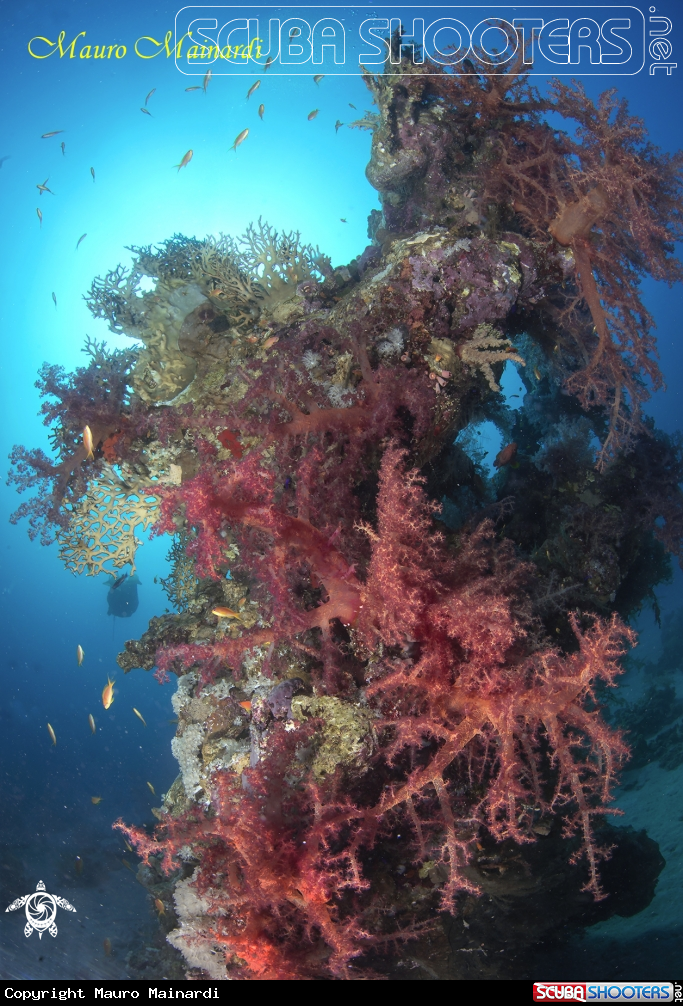 A Soft corals