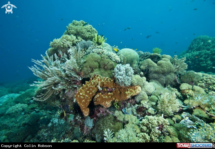 A underwater creature