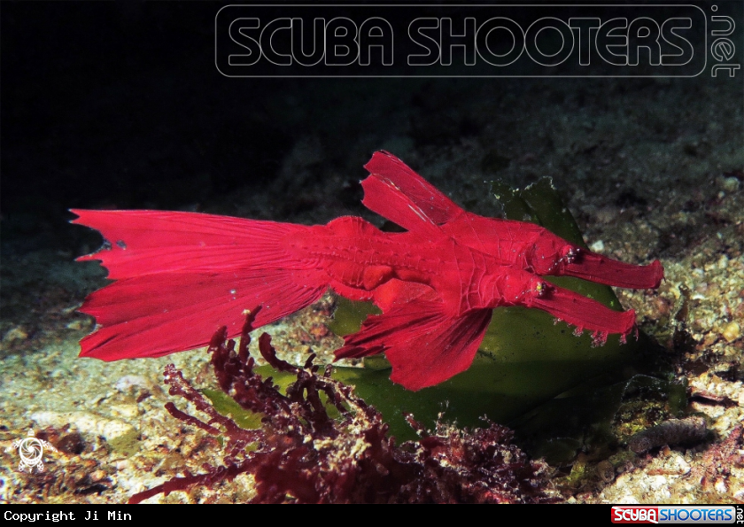 A Robust ghost pipefish