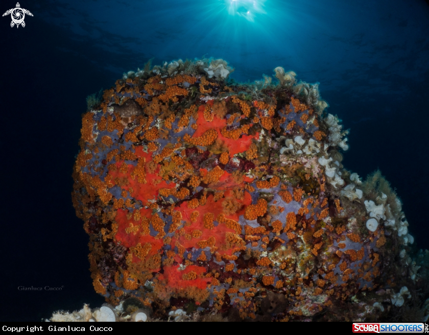 A sea scape