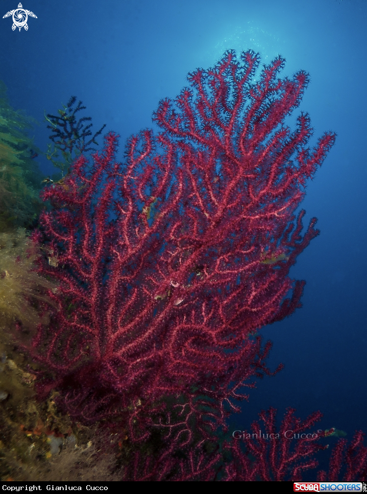 A Gorgonia