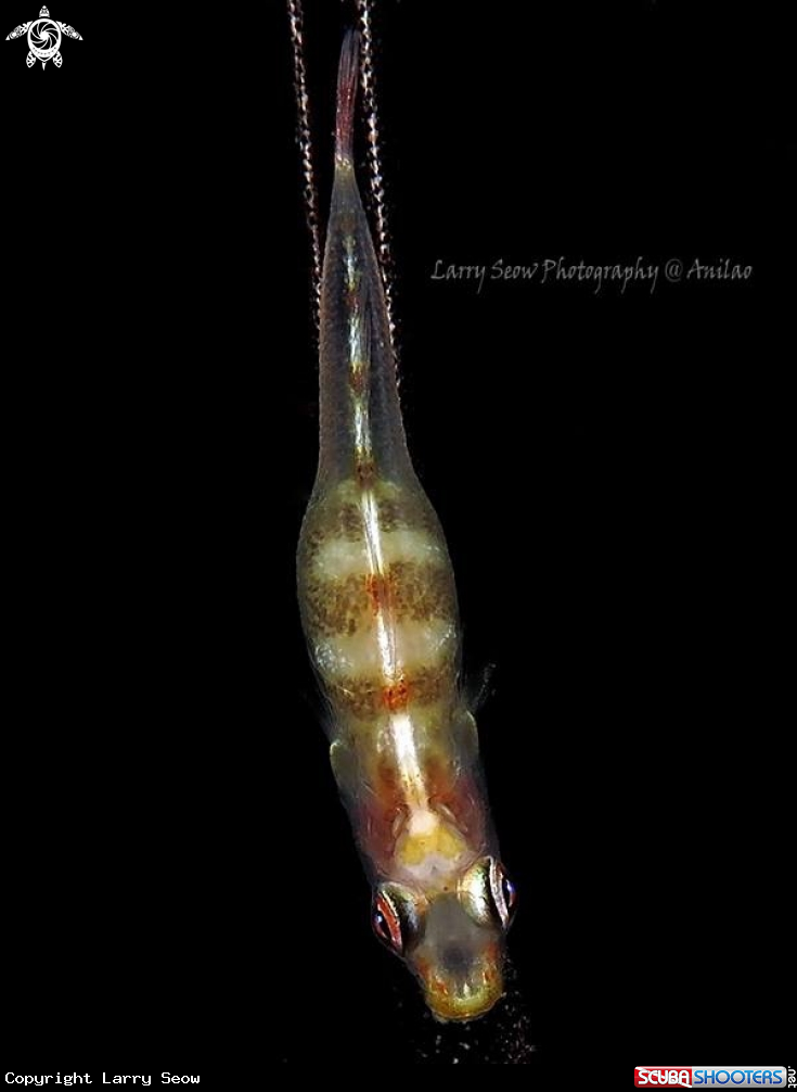 A Whip coral goby