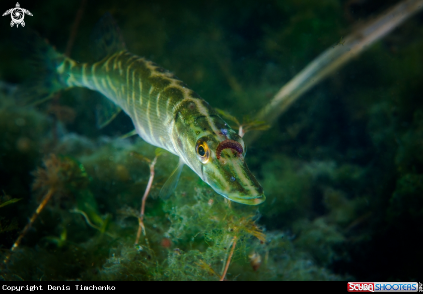 A FISH