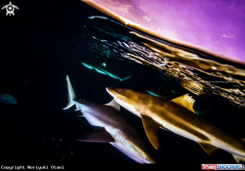 A reef shark