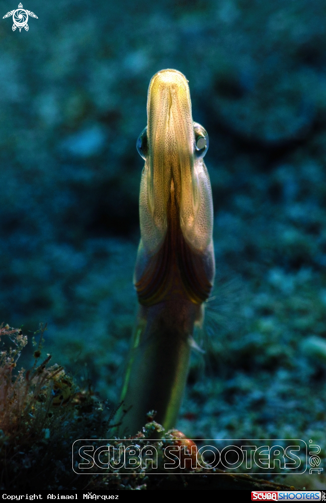 A Yellowface Pikeblenny