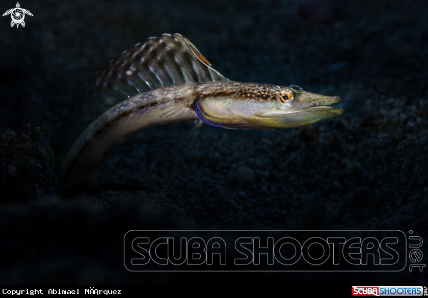 A Yellowface Pikeblenny