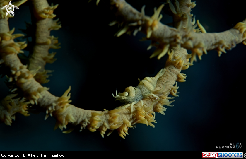 A Whip coral shrimp