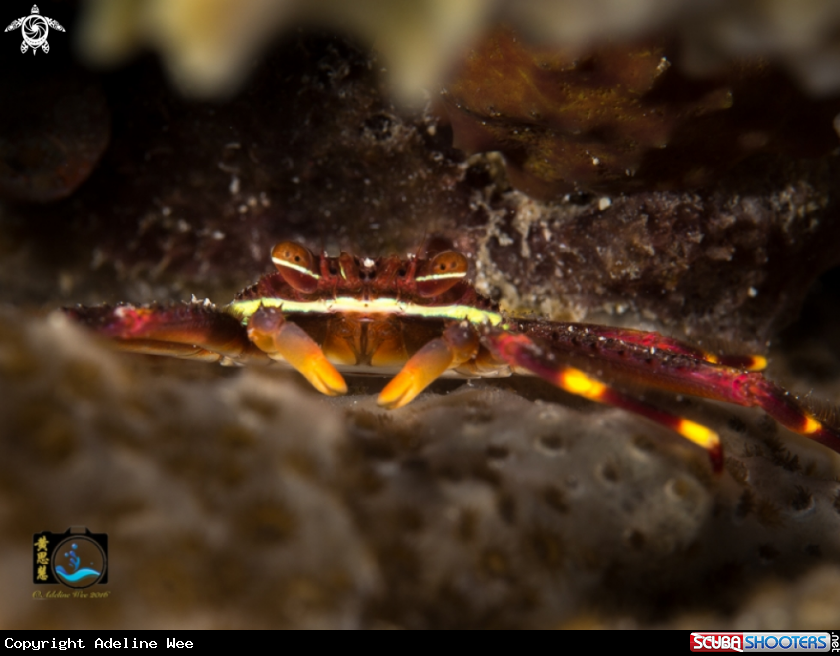 A Nimble spray crab
