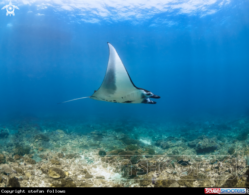 A Manta Ray