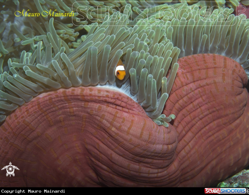 A Anemone and clownfish
