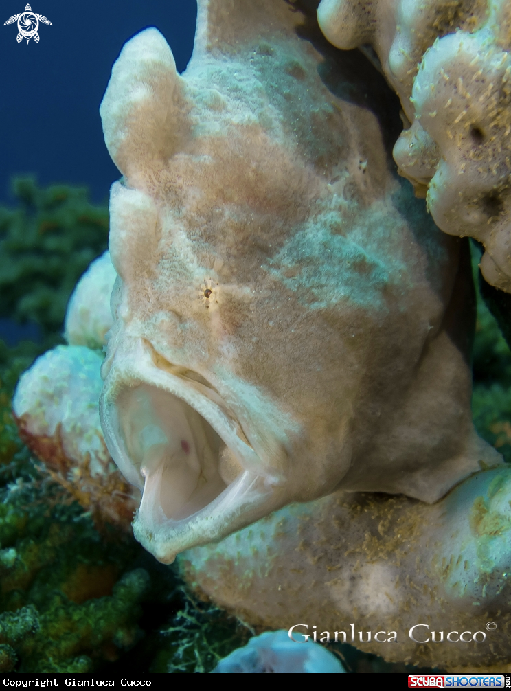 A Frogfish